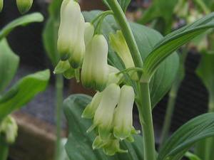 Polygonatum commutatum 