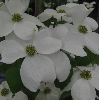 Cornus florida Kay's Appalachian Mist