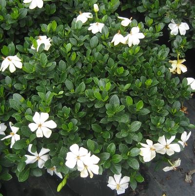 Gardenia jasminoides Kleim's Hardy