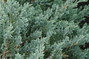 Juniperus horizontalis Blue Chip