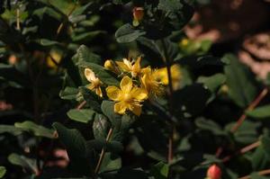 Hypericum inodorum Pumpkin™
