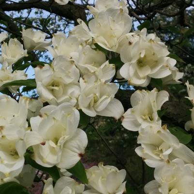 Cornus florida Plena