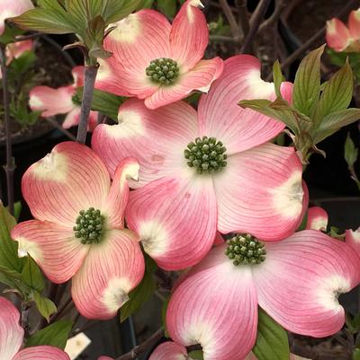 Cornus florida Pumpkin Patch