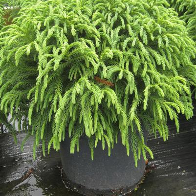 Cryptomeria japonica Globosa Nana