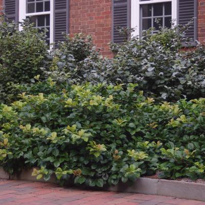 Ilex opaca Maryland Dwarf