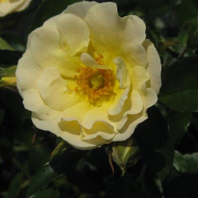 Rosa Popcorn Drift®