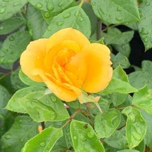 Rosa Tequila Gold®