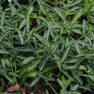 Euonymus fortunei Wolong Ghost