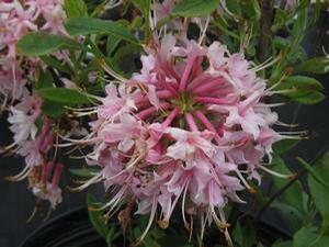 Rhododendron canescens Camilla's Blush