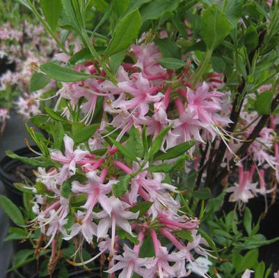 Rhododendron canescens Camilla's Blush