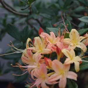 Rhododendron viscosum x bakeri Golden Showers
