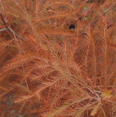 Taxodium distichum Emerald Shadow