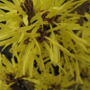 Hamamelis x intermedia Angelly