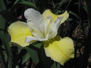 Iris siberica Butter and Sugar