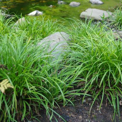 Carex amphiloba 