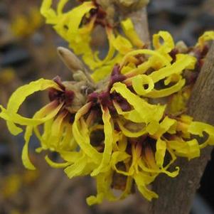 Hamamelis x intermedia Primavera
