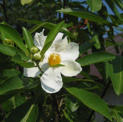 X Gordlinia grandiflora 