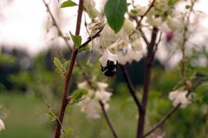 Halesia carolina 