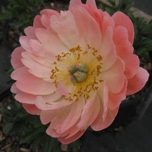 Paeonia Coral Sunset