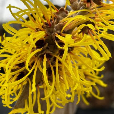 Hamamelis mollis Wisley Supreme