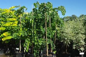 Cercis canadensis Vanilla Twist