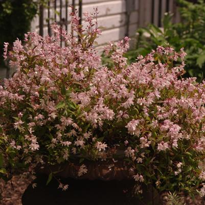 Deutzia x Yuki Cherry Blossom®