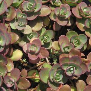 Sedum x Sunsparkler® 'Lime Zinger' - Stonecrop