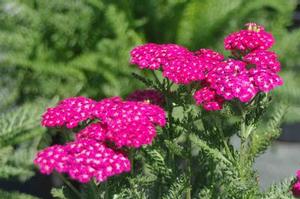 Achillea millefolium Saucy Seduction™