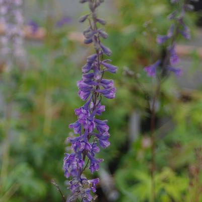 Delphinium exaltatum 