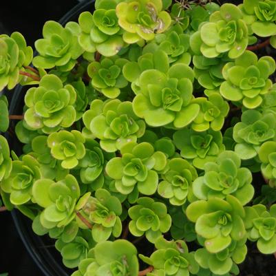 Sedum ternatum 