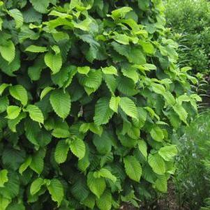 Carpinus betulus Columnaris Nana