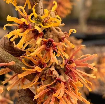 Hamamelis vernalis Orange Sunrise™