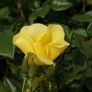 Rosa Limoncello™