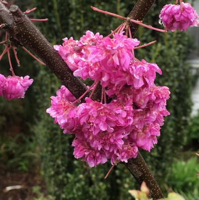 Cercis x Pink Pom Poms