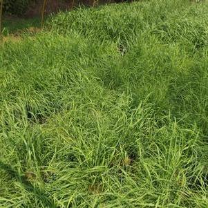 Calamagrostis canadensis 