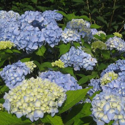 Hydrangea macrophylla Nikko Blue