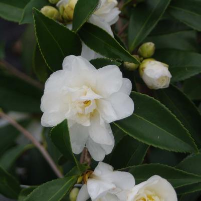 Camellia x Snow Flurry