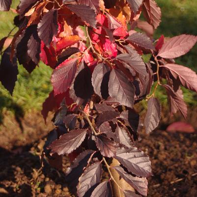 Parrotia subaequalis 