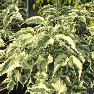 Cornus kousa Summer Fun