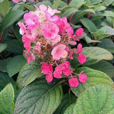 Hydrangea paniculata Little Quick Fire®