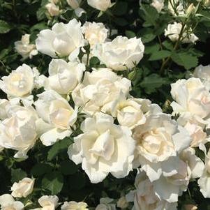 Shrub Rose
