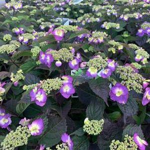 Hydrangea serrata Tuff Stuff™