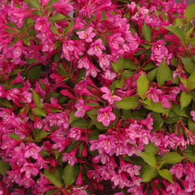 Weigela florida Sonic Bloom® Pink