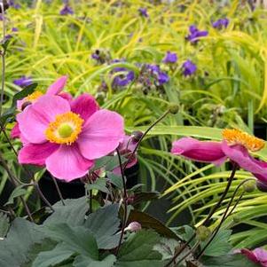 Anemone x hybrida Lucky Charm