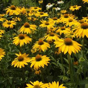 Echinacea x Leilani