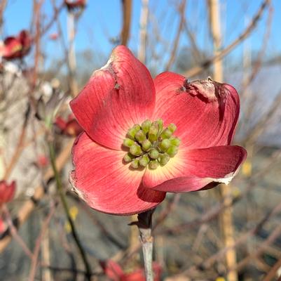 Cornus florida Cherokee Brave™