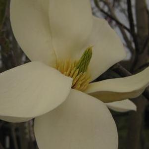Magnolia x Gold Finch