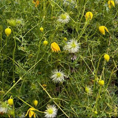 Clematis tangutica 