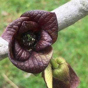 Asimina triloba Overleese