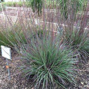 Schizachyrium scoparium Smoke Signal - Little Bluestem